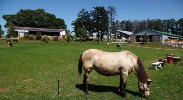 欧亚体育看日本农场如何把体验式营销做到极致？(图5)